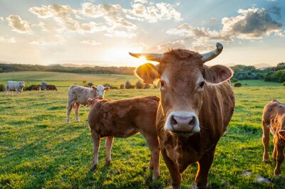 Bioplynová stanice pro rodinný dům: Komu se vyplatí a kolik stojí